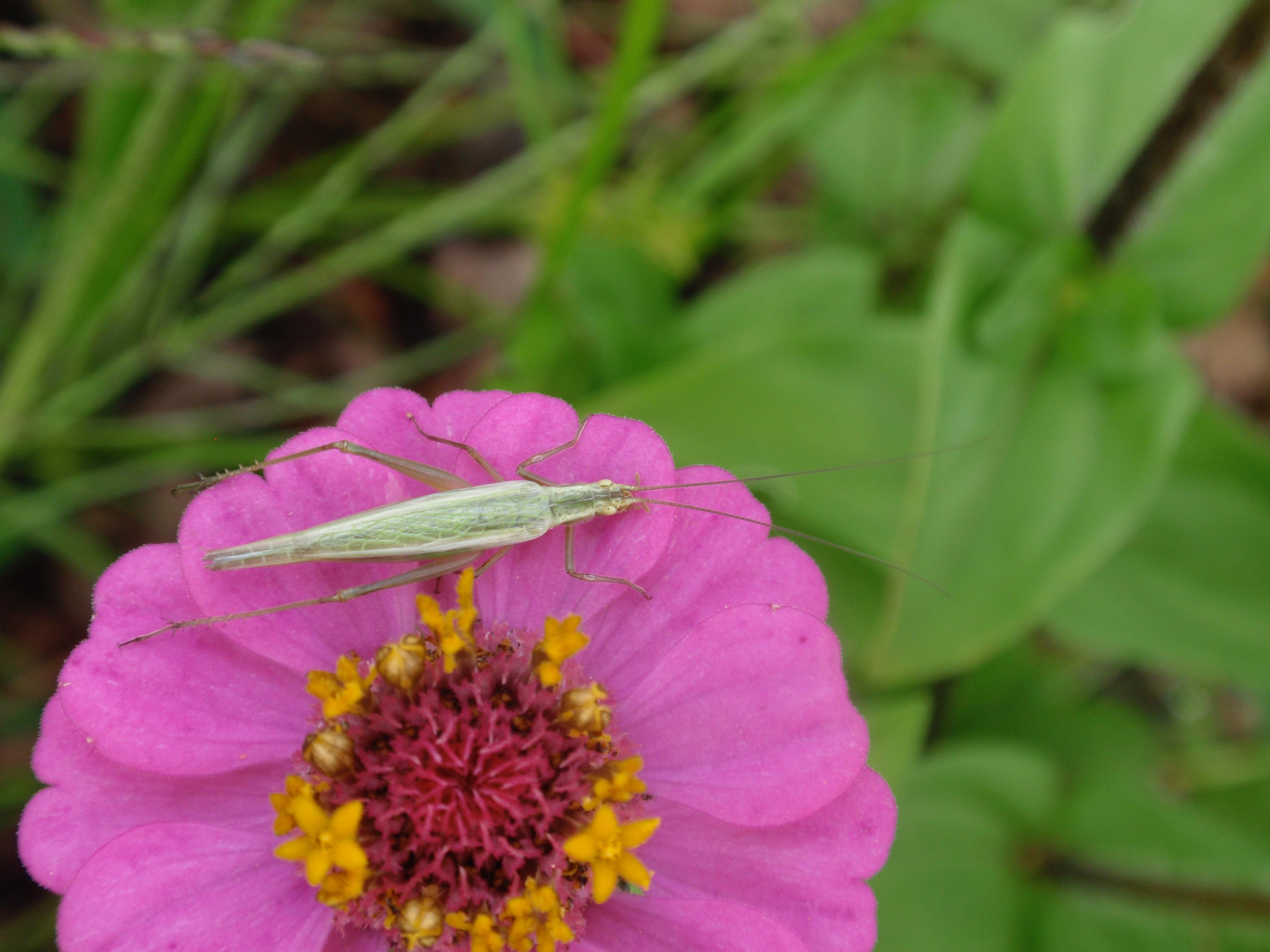 A tree cricket on a pink flower.